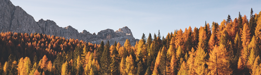 Forest and mountains