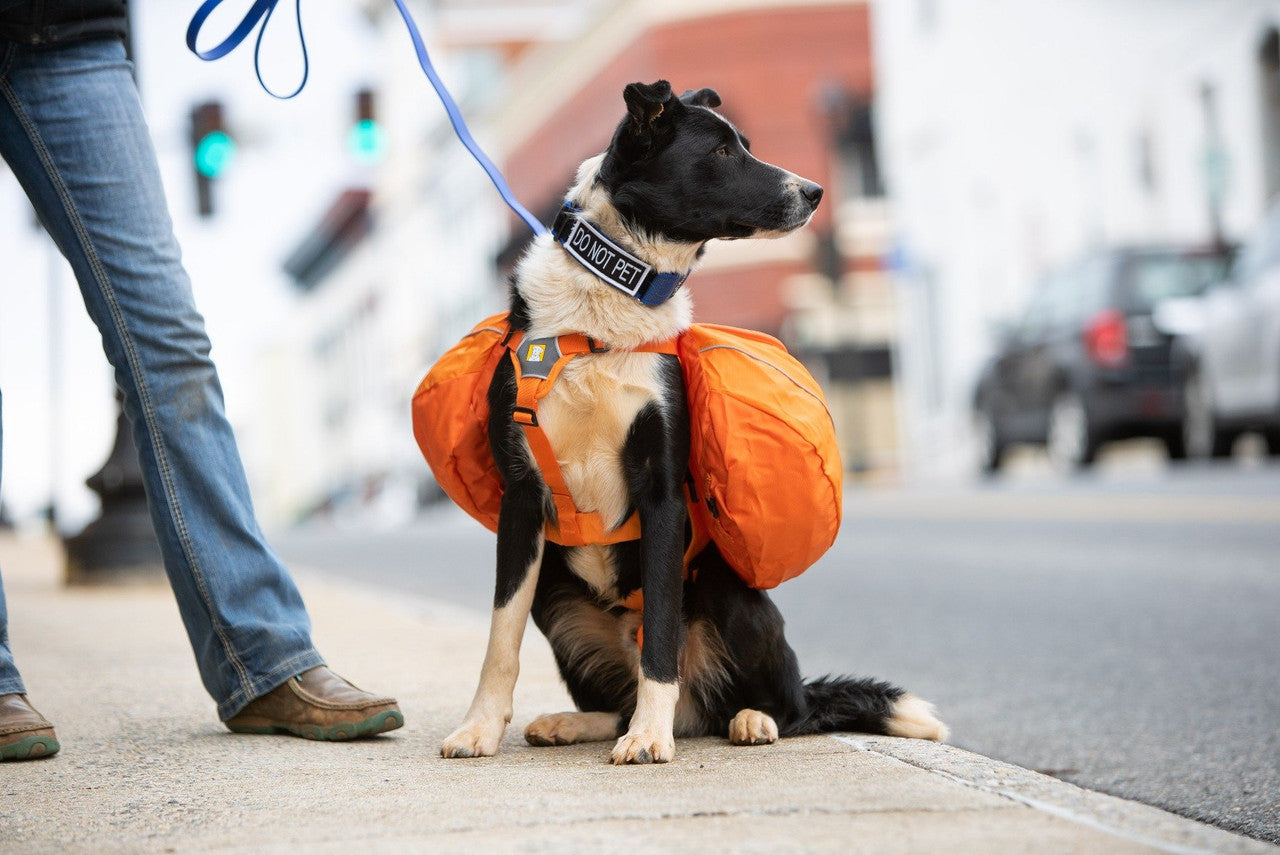 Dog Gear